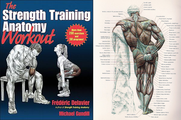 Strength training anatomy 3rd edition torrent